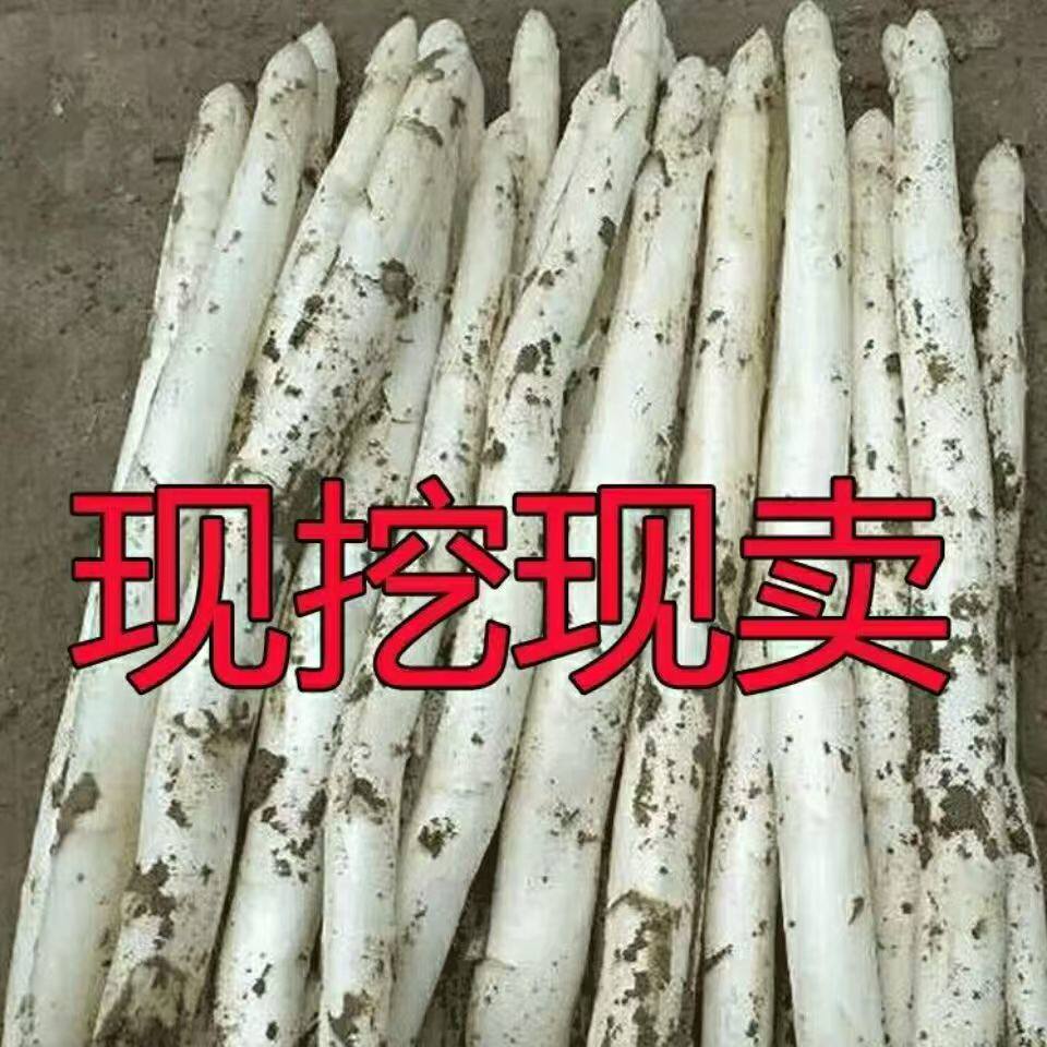 新鲜白芦笋时令当季农家现挖现发当季蔬菜鲜嫩芦笋山东菏泽特产