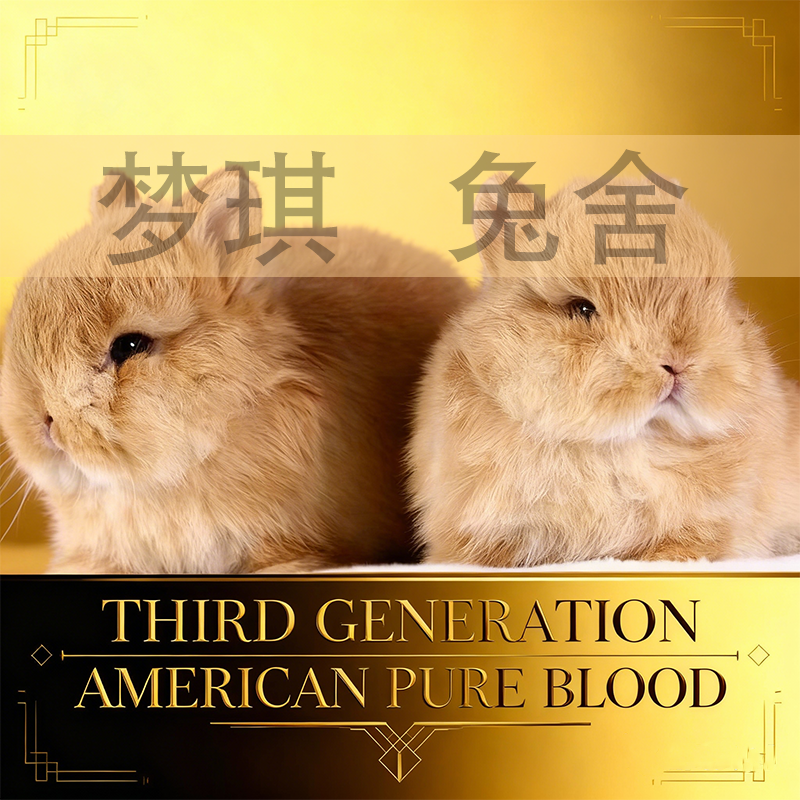 进口美系双血统侏儒兔垂耳兔小型宠物兔子活体