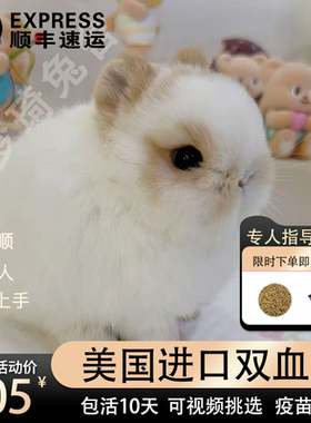 美国进口血统纯正侏儒兔垂耳兔