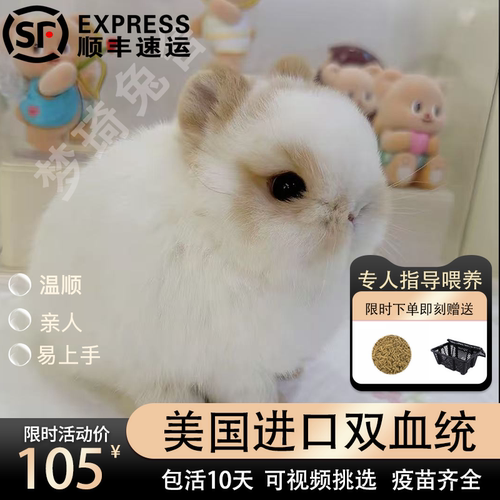 美国进口血统纯正侏儒兔垂耳兔