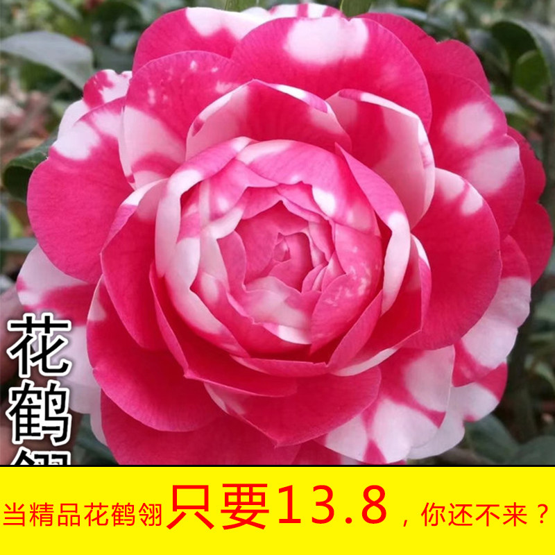 网友分享在meiguo.com的图片