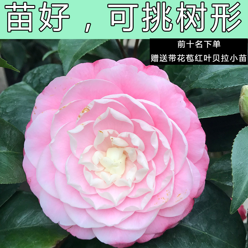 美人艳茶花牛西奥雕石封面女郎大花粉色稀有名贵室内庭院盆栽耐寒