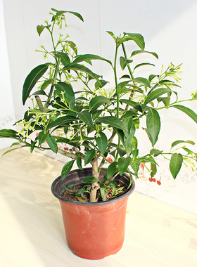 夜来香盆栽树苗香草植物迷迭香 夏季室内庭院盆栽苗