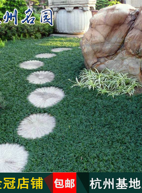 矮麦冬草四季常绿庭院别墅绿化地被植物玉龙草日本矮生麦冬草草坪
