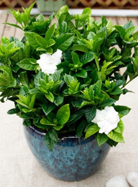 栀子花苗盆栽带花 阳台四季开花多年生观花植物有香气