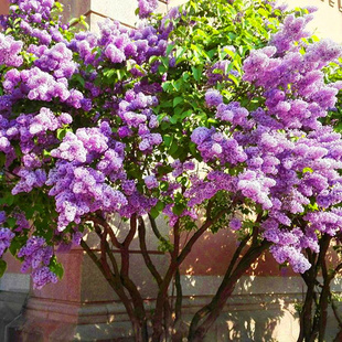 室外别墅白紫丁香花盆栽 丁香花树苗浓香花苗花卉植物耐寒庭院四季