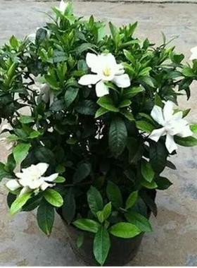 栀子花树苗庭院室外特大浓香型栀子盆栽绿植物花卉多季节开花不断