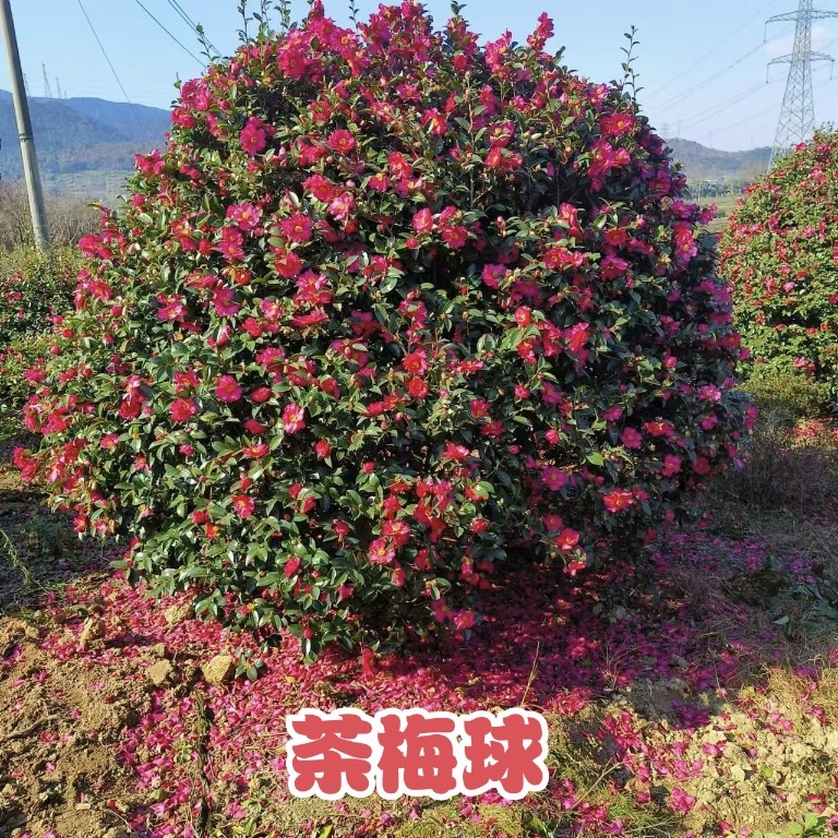 茶梅球形庭院别墅绿化苗四季常青植物花卉茶梅花盆景树苗茶花盆栽