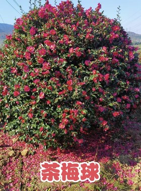 茶梅球形庭院别墅绿化苗四季常青植物花卉茶梅花盆景树苗茶花盆栽