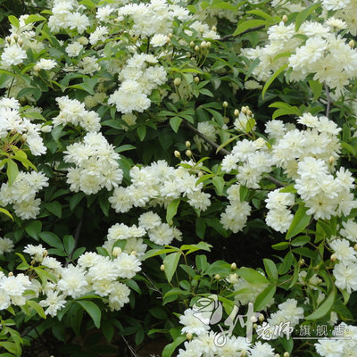 攀援植物七里香 阳台藤本白木香花苗 浓香蔷薇阳台花卉盆栽黄木香
