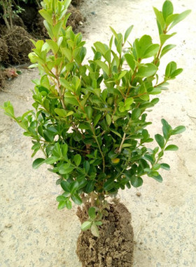 小叶黄杨苗金边黄杨苗北海道黄杨苗瓜子黄杨苗雀舌黄杨苗篱笆苗