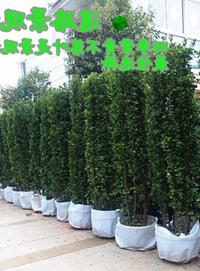 围墙植物法国庭院冬青