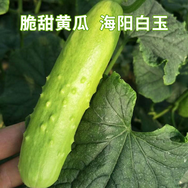 山东海阳白玉黄瓜生吃的脆嫩可口