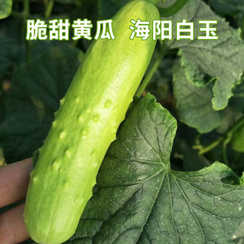 山东海阳白玉黄瓜生吃即食脆嫩可口无添加纯天然自然成熟-封面