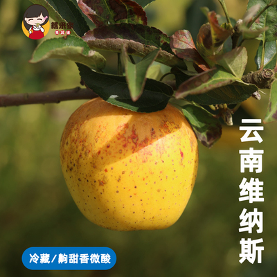 糯米家云南维纳斯苹果秦脆苹果甜度高微果酸香甜风味独特果味浓郁