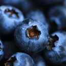 糯米家云南花香蓝莓L25脆甜爆浆花香芬芳大果当季 现摘顺丰空运