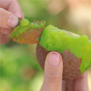 晚采徐香猕猴桃 果味浓郁甜酸可口 需要催熟后才食用