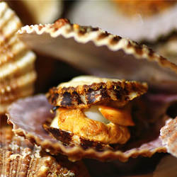 糯米家栉孔扇贝肉厚口感鲜甜保鲜不包活到货开口正常大小混装