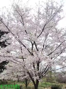 樱花 染井吉野 日本早樱 晚樱  垂丝樱花 普贤象樱绿化工程苗木