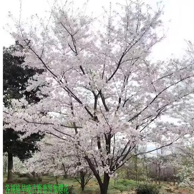 染井吉野樱花早樱晚樱绿化工程