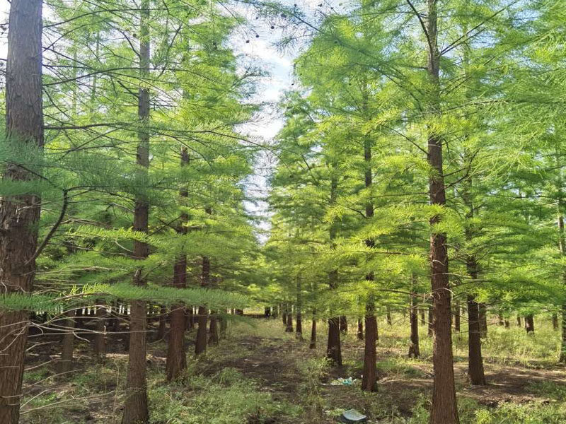 水杉 落羽杉 中山杉 池杉 柳叶杉 金叶水杉道路厂区绿化工程苗木