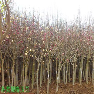 玉兰花 广玉兰 黄玉兰 红玉兰 白玉兰 沙玉兰绿化工程苗木