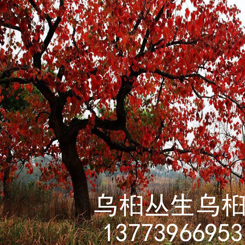 乌桕树苗丛生乌桕红叶乌桕绿化工程苗木木子树