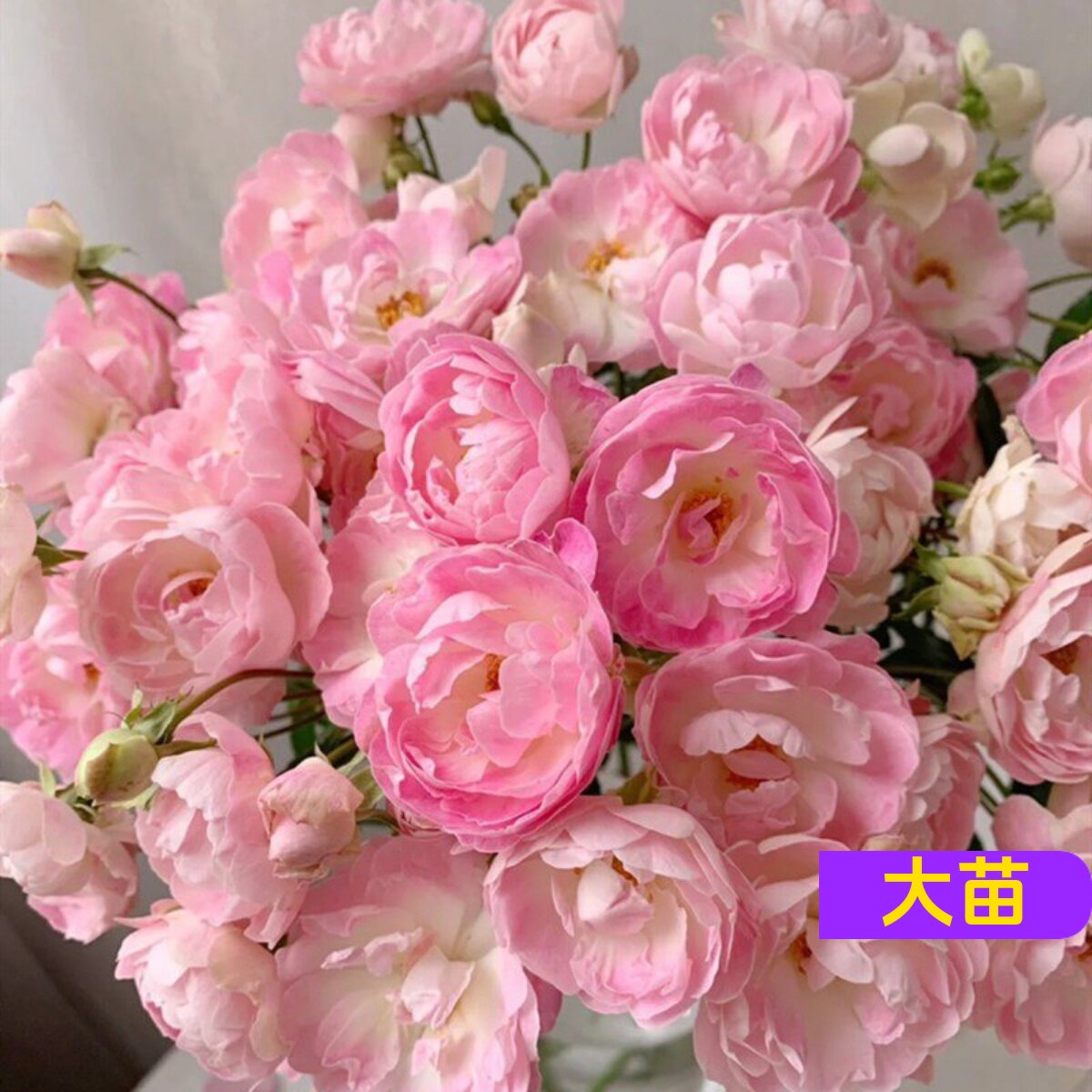 维特园艺多季开花多年生好养月季