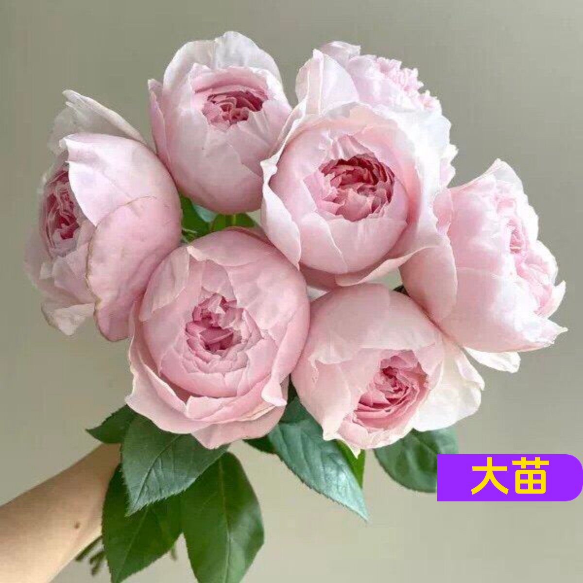 芍药粉重瓣包子型浓香月季苗