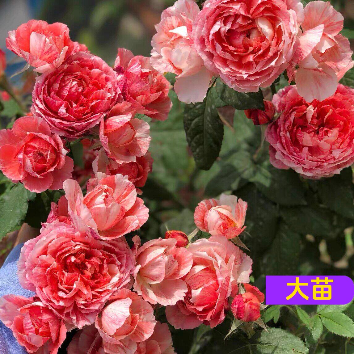 斑马耐心 月季花苗 今井清大花浓香条纹灌木包子型多头月季庭院