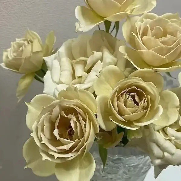 葵芽变新品贤月季 （kashiko ） 灌木 切花  国枝启司 多季节开花