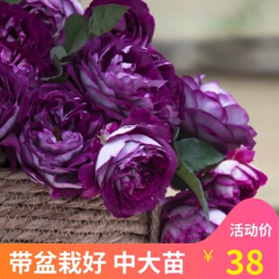 合唱团德斯菲尔德月季花苗蓝紫色大花浓香多季开花阳台庭院花卉