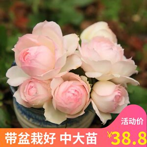史蒂芬妮月季斯蒂芬妮古城堡抗病强多季开花阳台庭院绿植