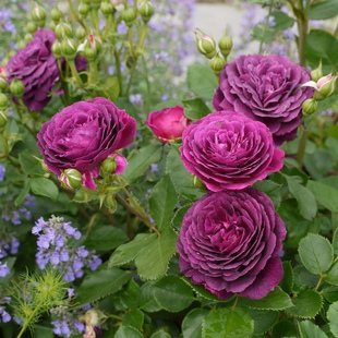 海潮之声灌木月季花苗 大花浓香多季开花抗病阳台庭院花卉绿植