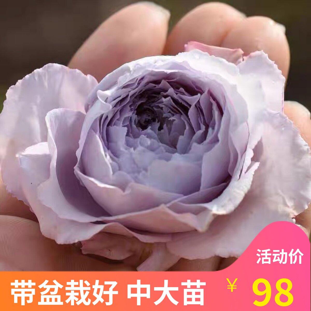 多季好种植月季庭院盆栽