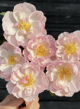 斯卡布罗集市 奥斯汀灌木月季 花量大分枝多 长势强抗病盆栽花卉