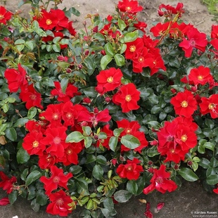 低维护月季ADR月季花苗红堡耐热抗病地被正红大花单瓣勤花