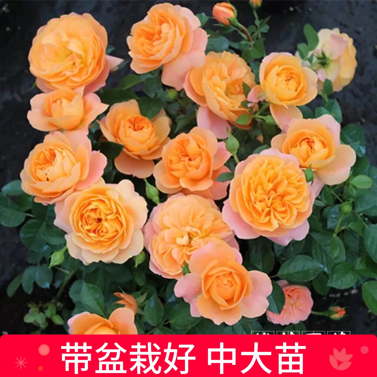 荷兰果汁阳台微型月季