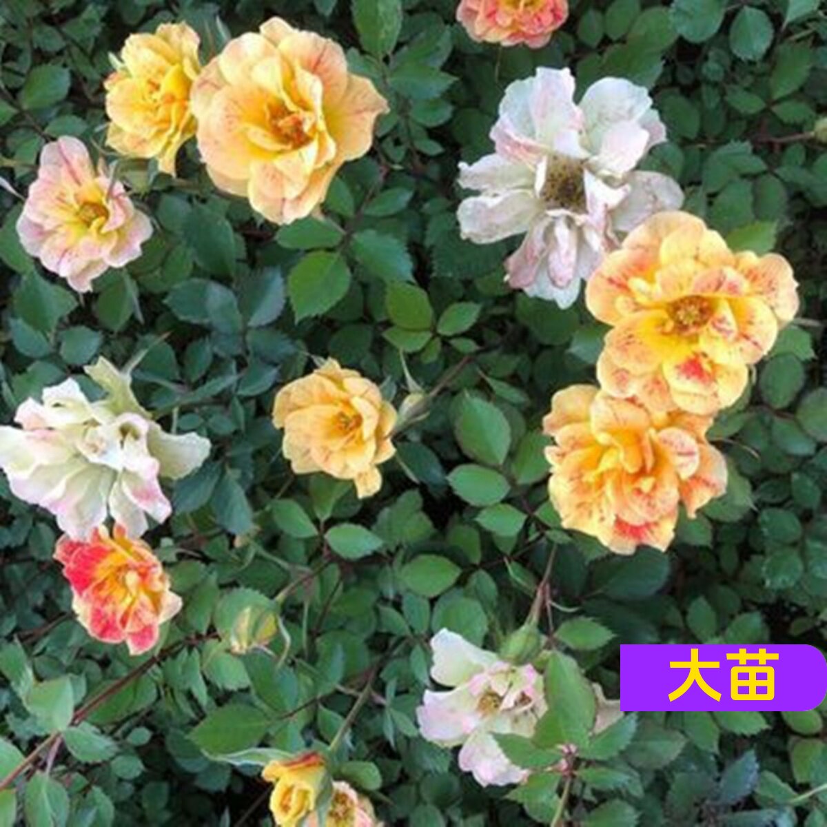 维特园艺多季开花多年生好养月季