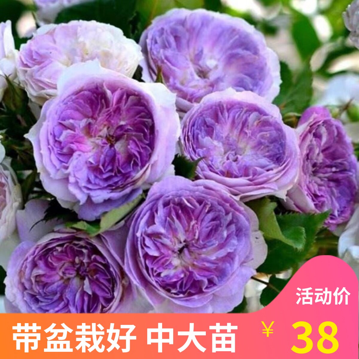 维特园艺多季开花多年生好养月季