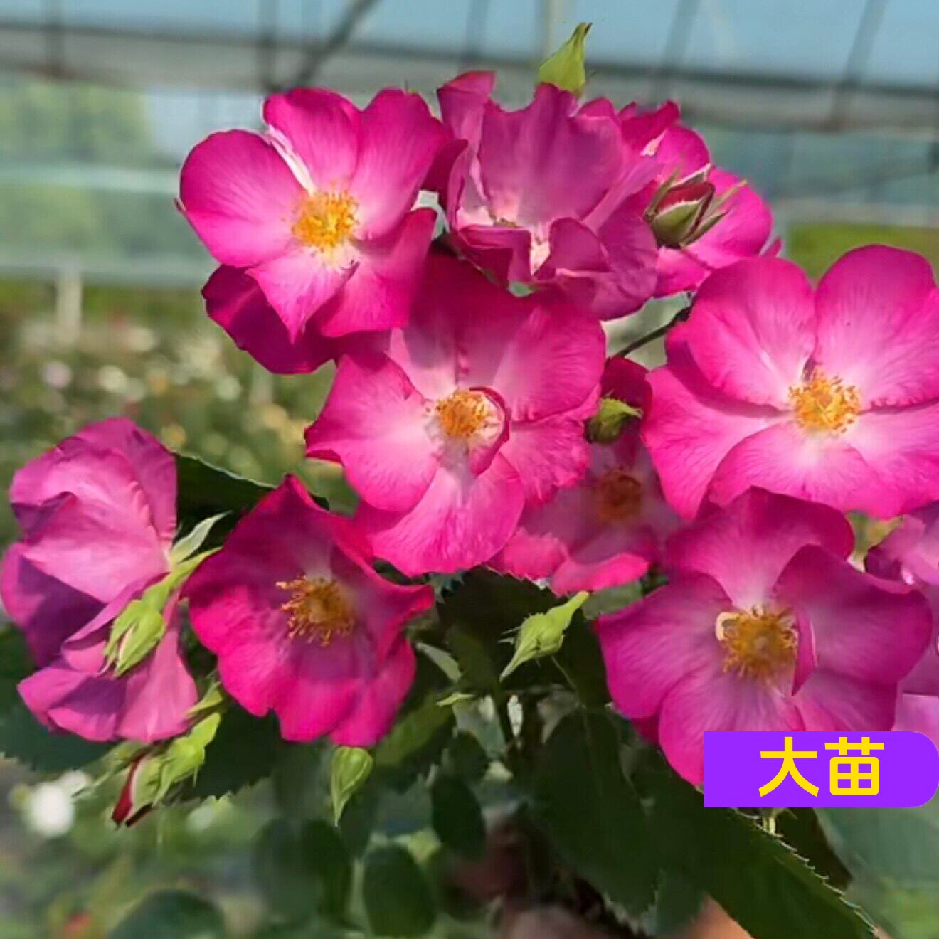 漂亮公主月季盆栽耐热好养