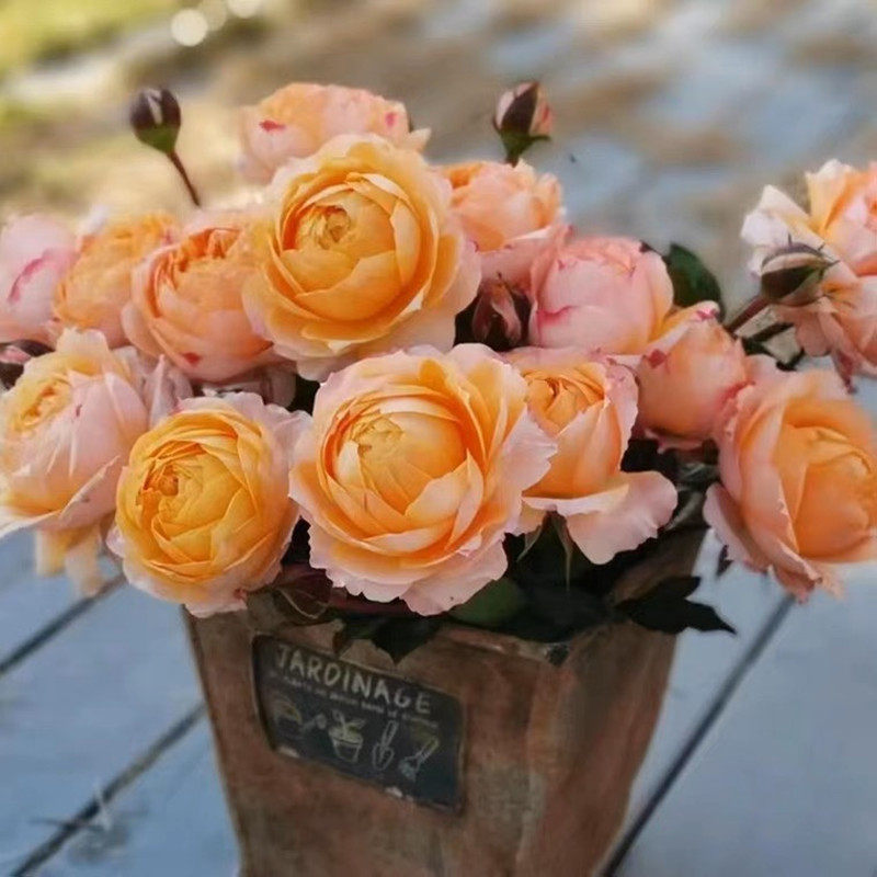 橙月亮 灌木月季勤花多头多季开花 抗病易养阳台花园庭院盆栽花苗