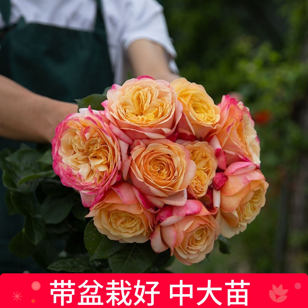 多季多年生好种植月季盆栽
