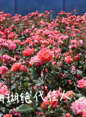 珊瑚绝代佳人抗病低维护月季