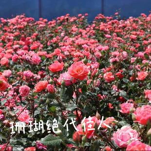 珊瑚绝代佳人 Coral Knock Out抗病低维护月季勤花耐热低维护玫瑰