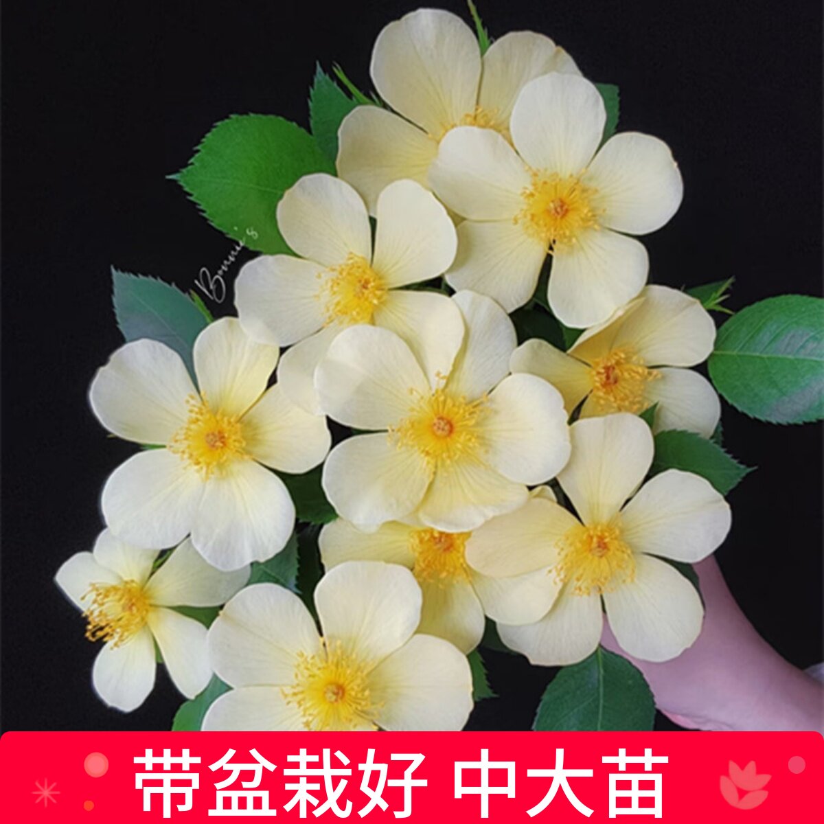 姗姗而来单瓣耐热庭院阳台