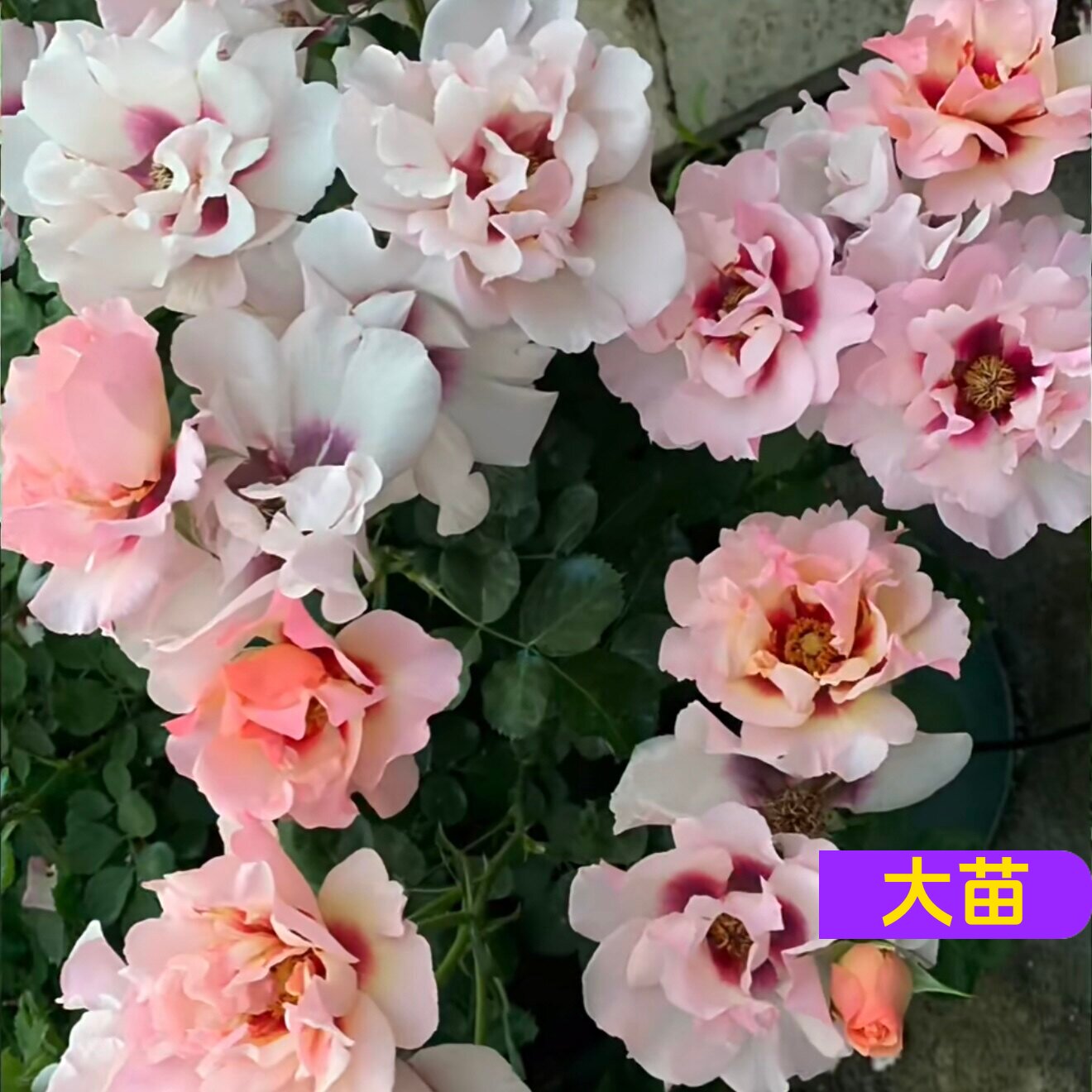 粉红柠檬眼睛月季花颜色深浅变化长势快勤花耐热易养阳台盆栽庭院