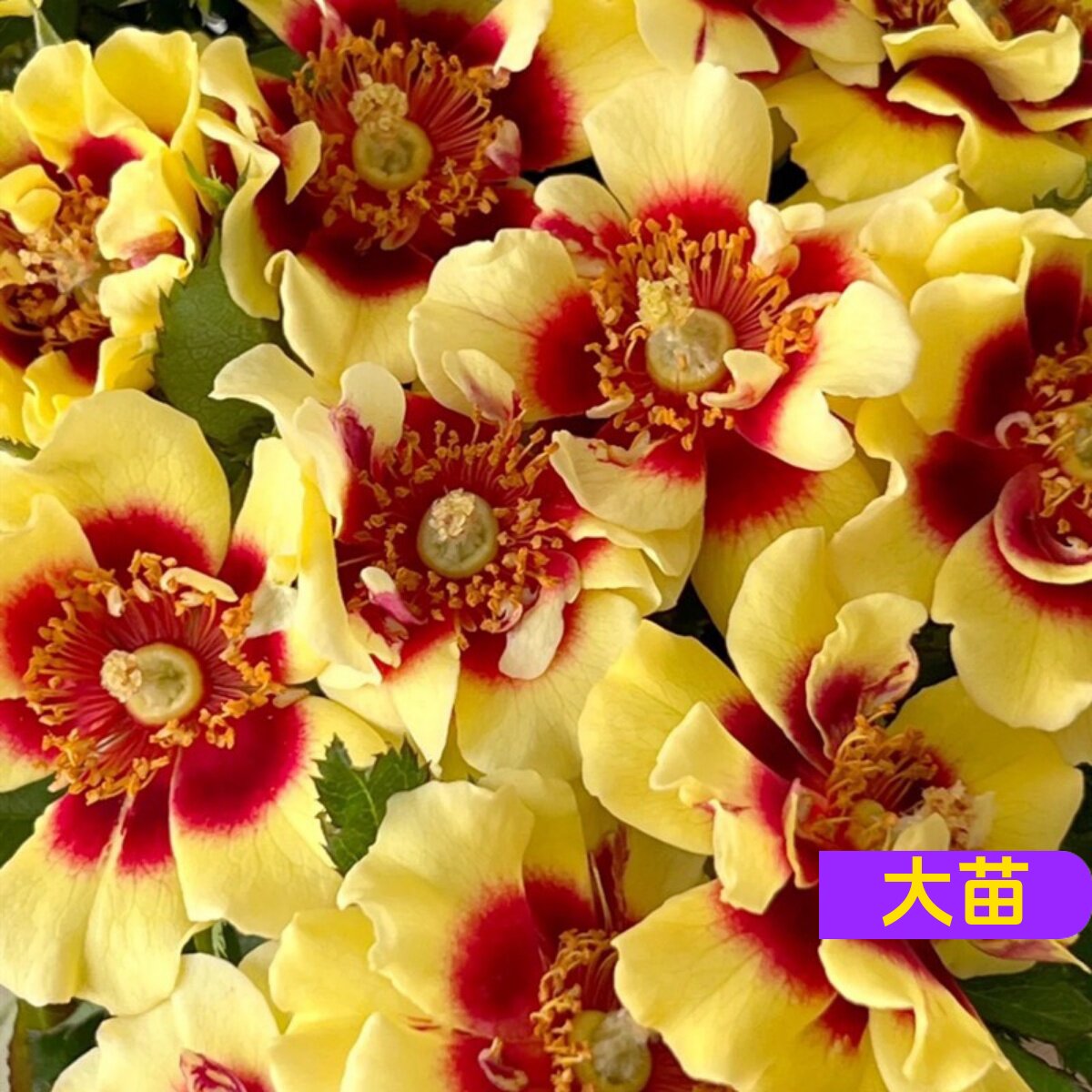 维特园艺多季开花多年生好养月季
