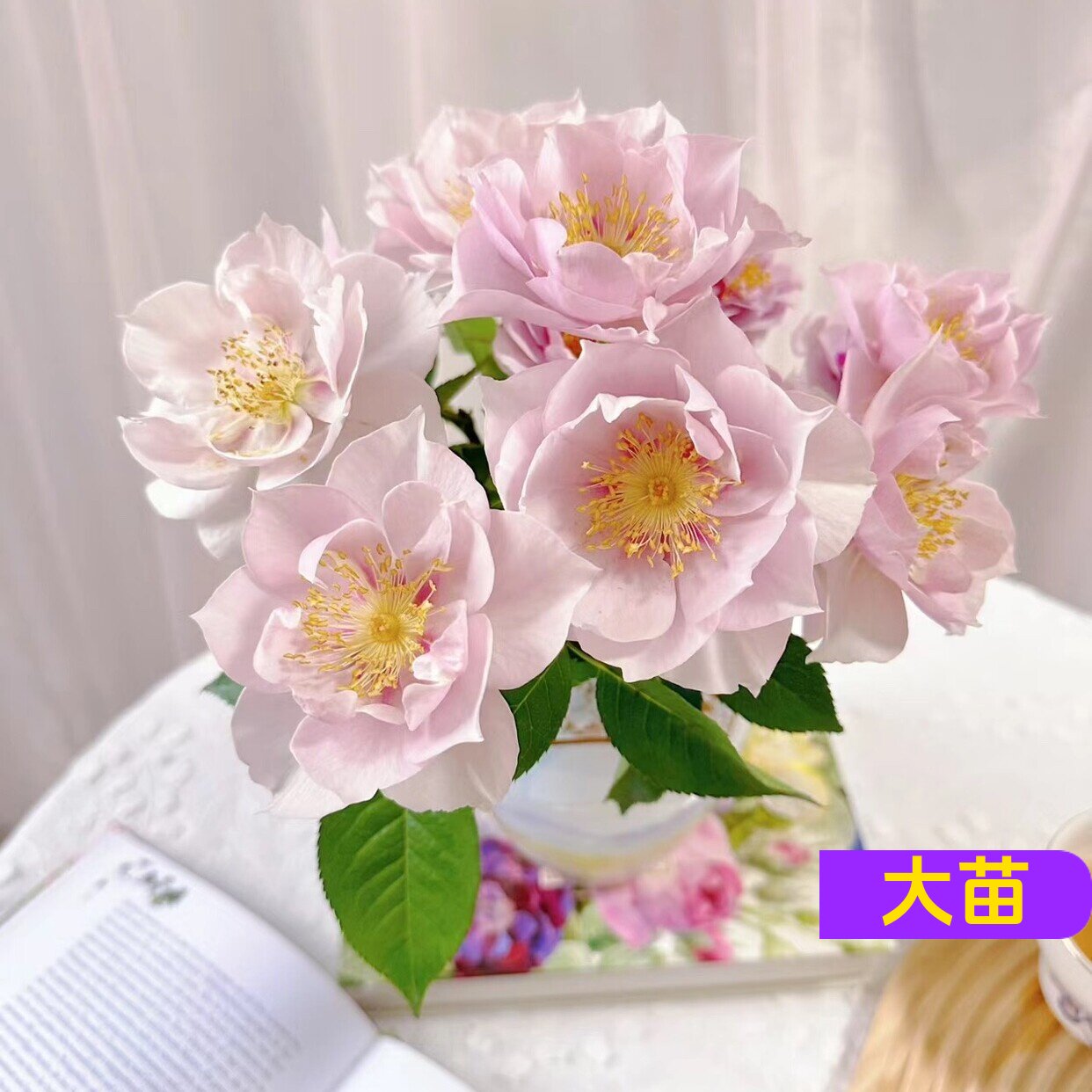 多季好种植漂亮盆栽好