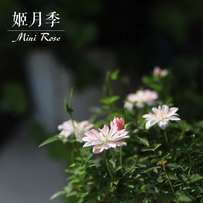 日本姬月季花苗微型姬姬乙女桌面